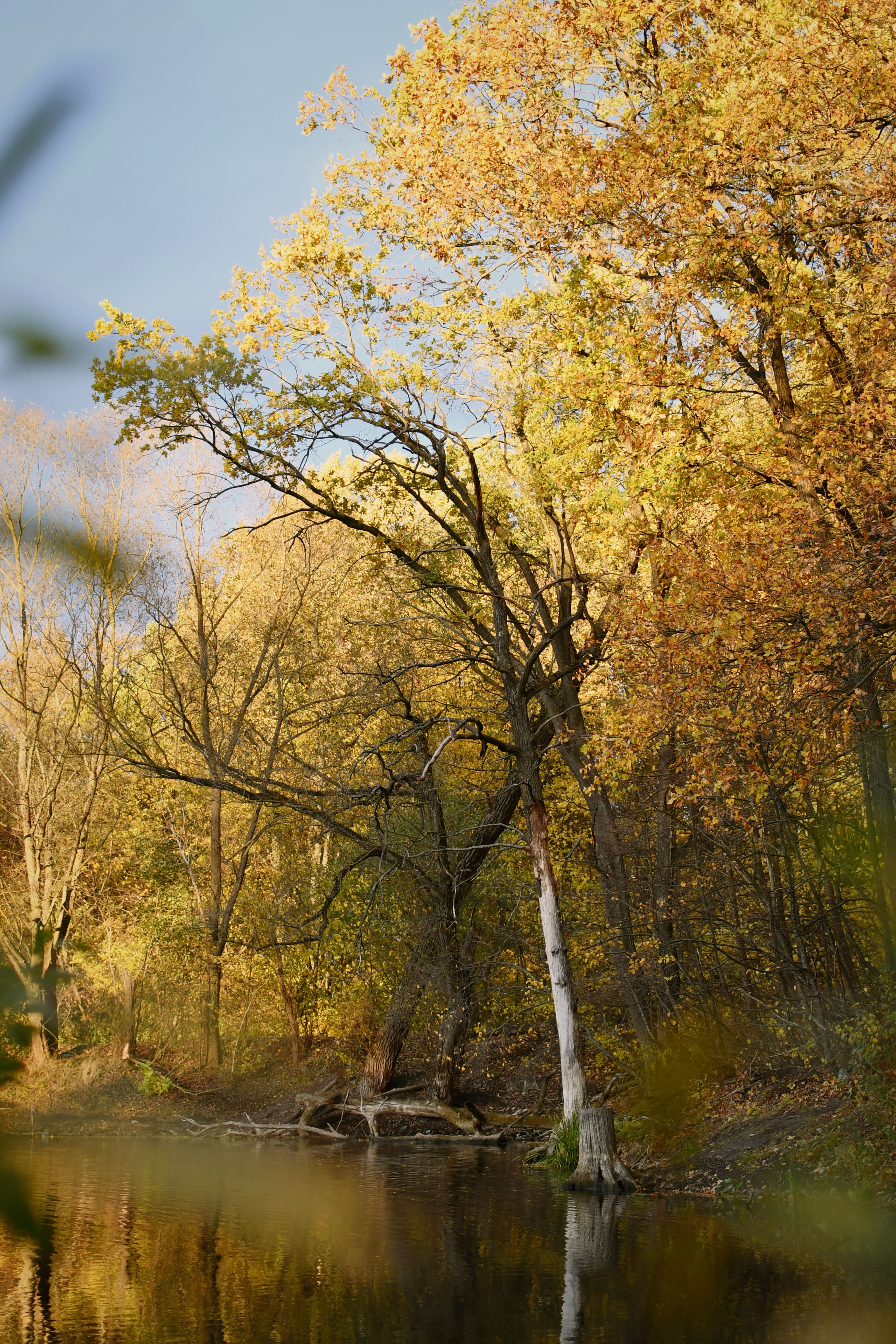Autumn Trees on a Forest River Bank · Free Stock Photo