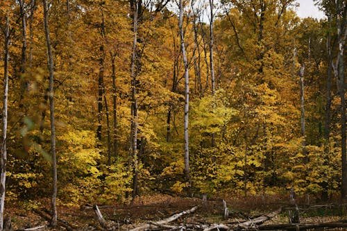 Dense Forest in Autumn