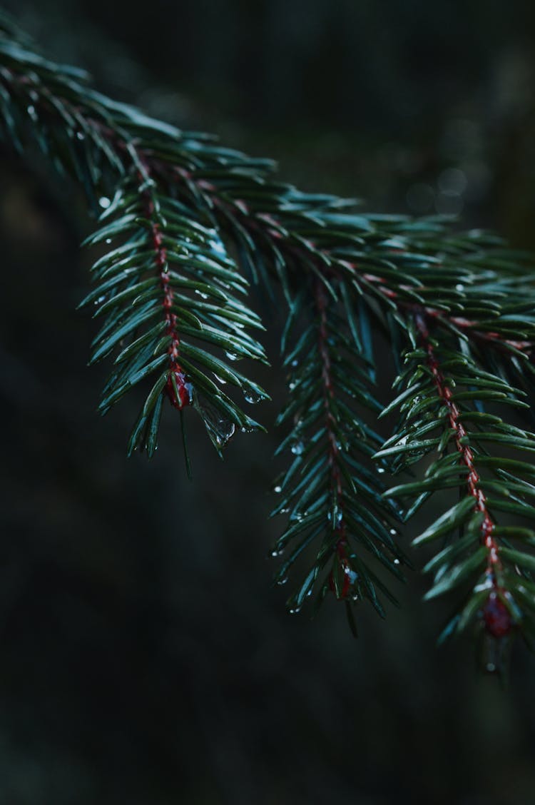 Needles On Twig