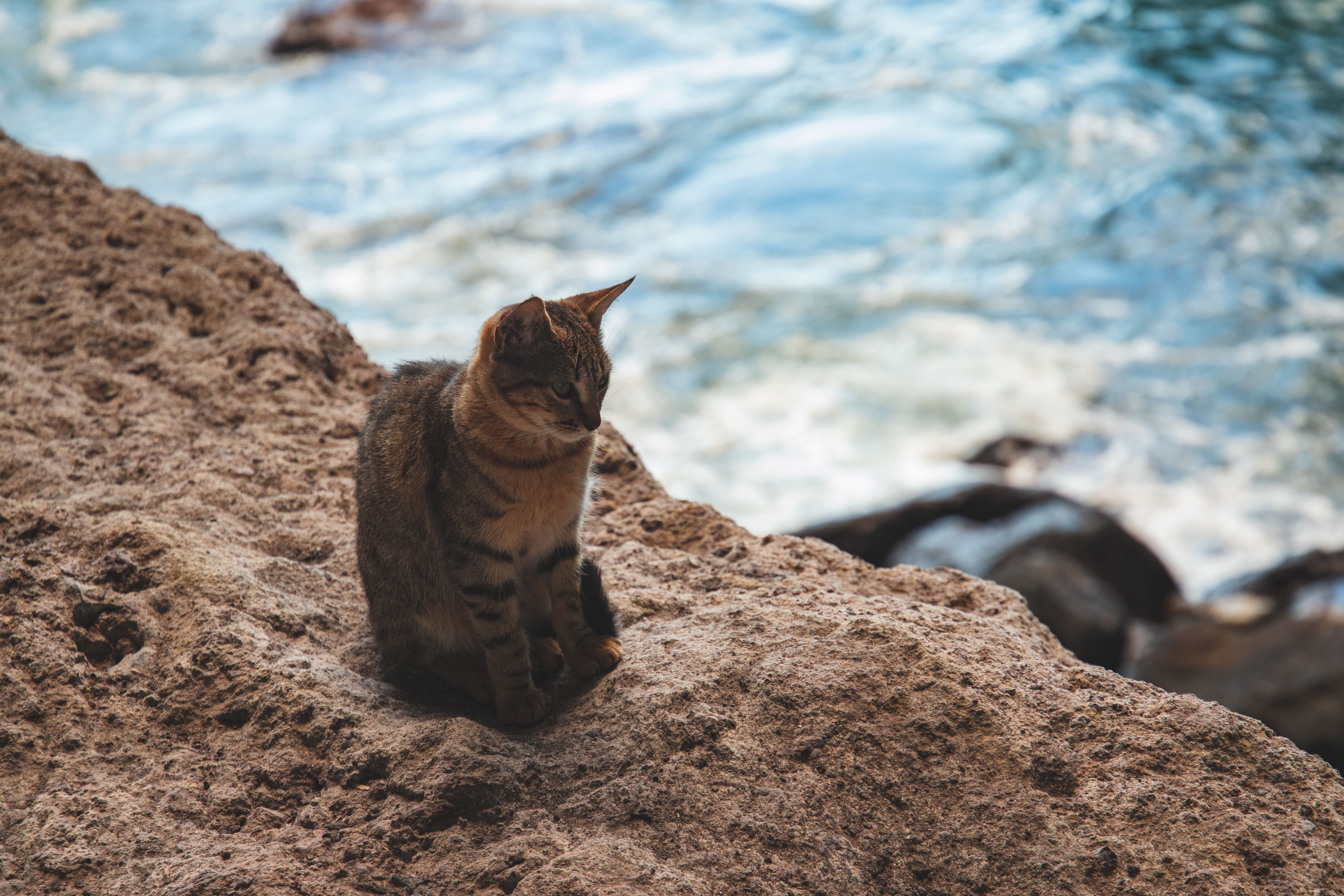 Brown Cat Sitting on a Rocky Surface · Free Stock Photo