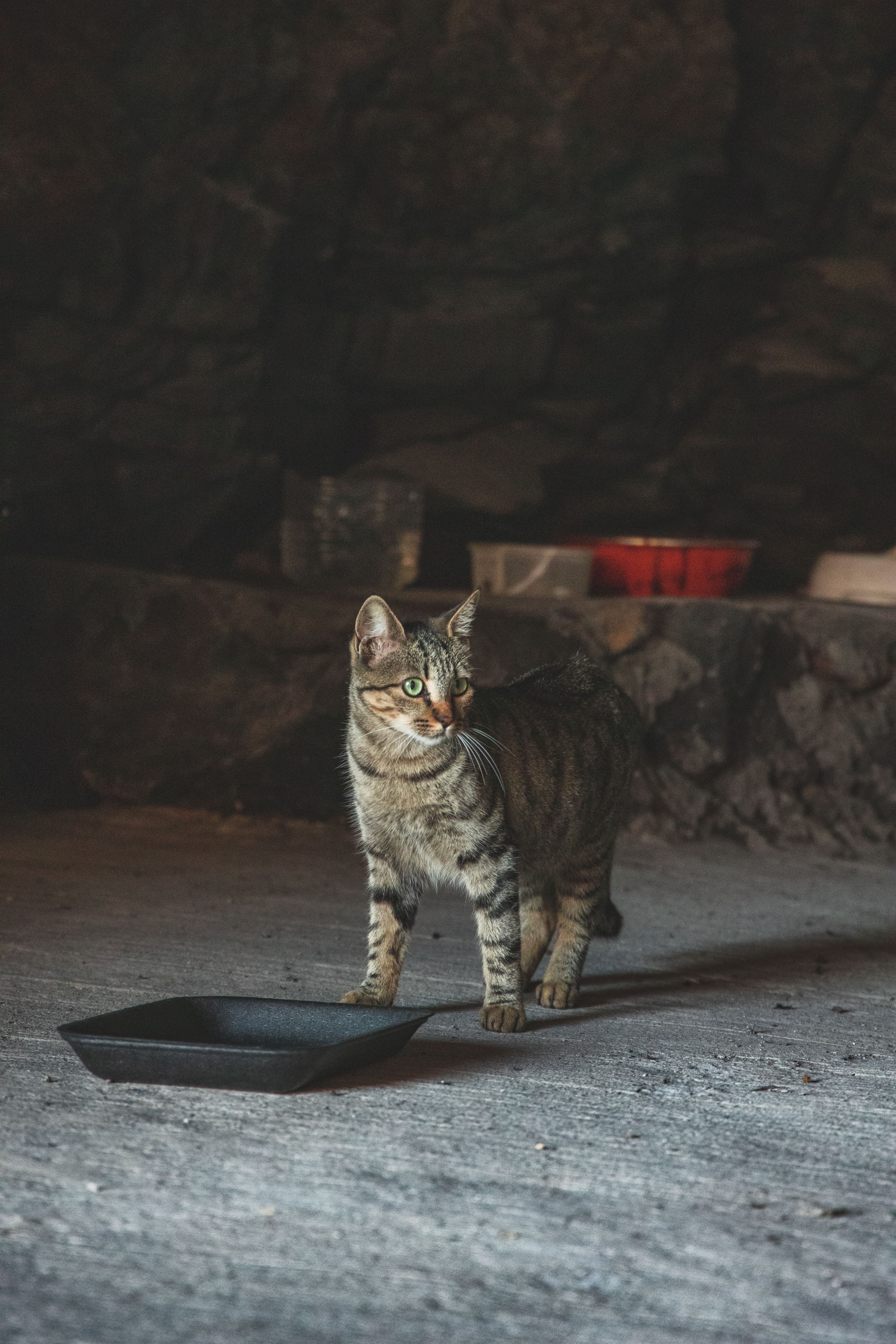 Odeur de litière de chat dans la maison : comment l’éliminer durablement ?