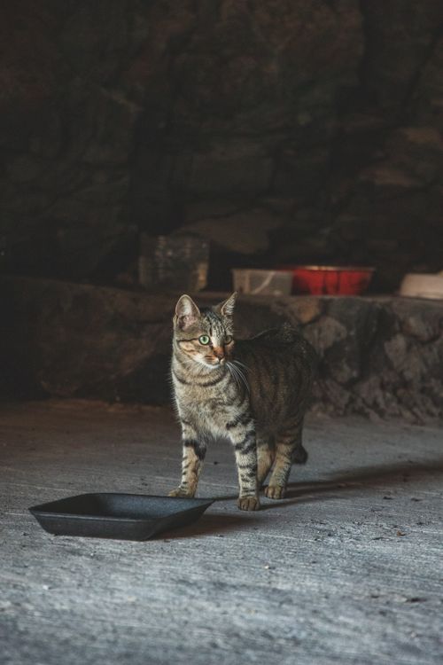 Odeur de litière de chat dans la maison : comment l’éliminer durablement ?