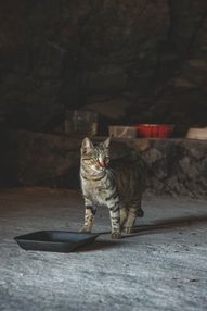 Odeur de litière de chat dans la maison : comment l’éliminer durablement ?