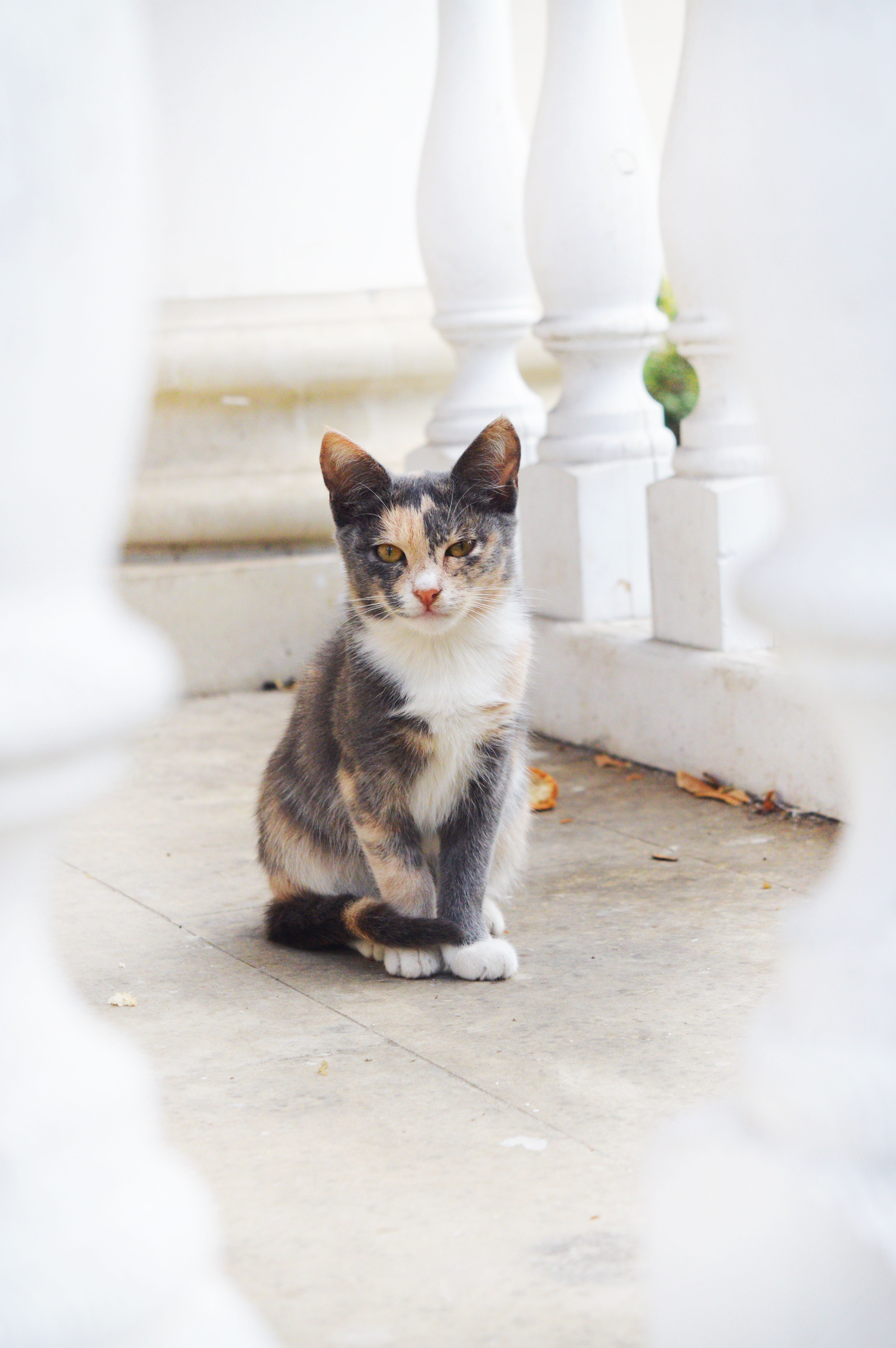 Cat Sitting on Pavement · Free Stock Photo