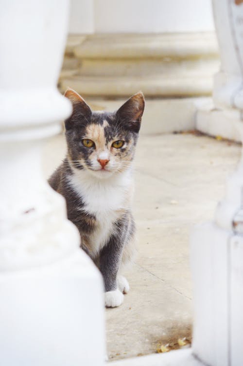 Calico Cat Sitting Between White Columns