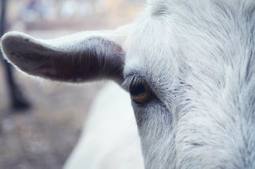 Eye of a Cow 