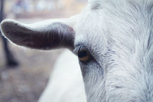 Detailed close-up of a white cow's eye, capturing its expressive detail and rural environment.