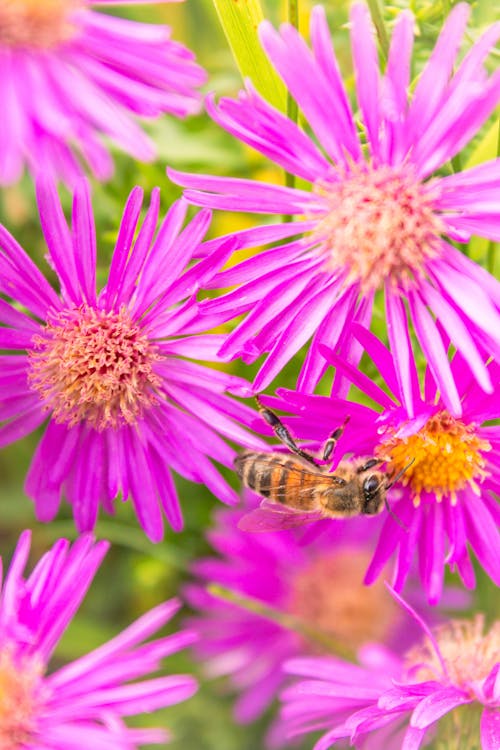 Bee on Purple Flowers