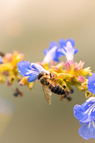 Honeybee on blue flowers — Dima Darii on Pexels