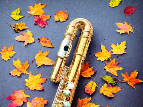 中音长笛, 秋天, 秋葉 的 免费素材图片
