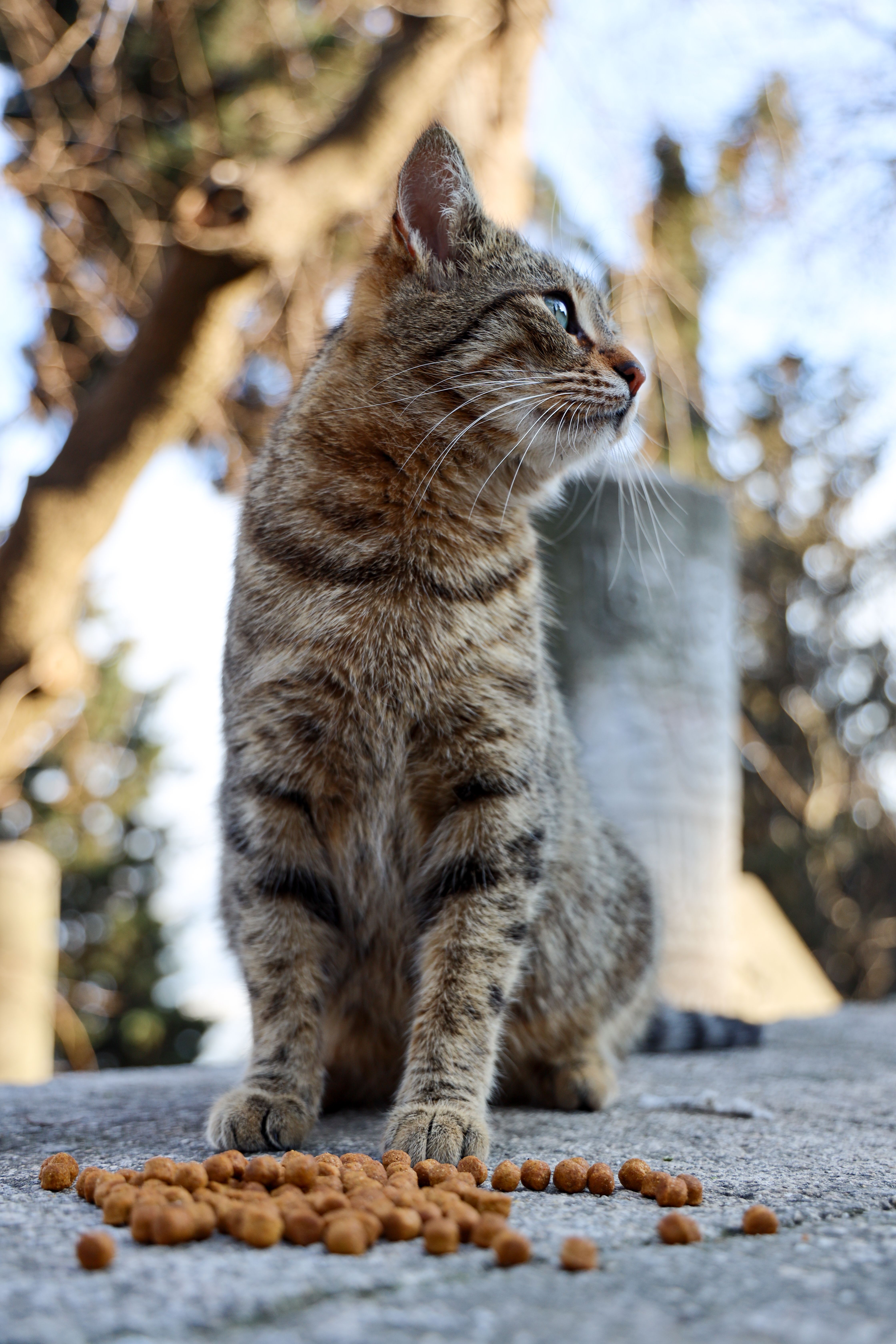 猫草粒