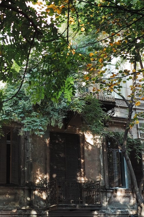 Trees in Front of a Tenement 
