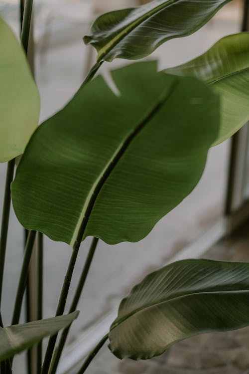 Leaves of Houseplant