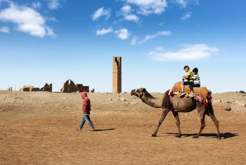 Kids on Camel