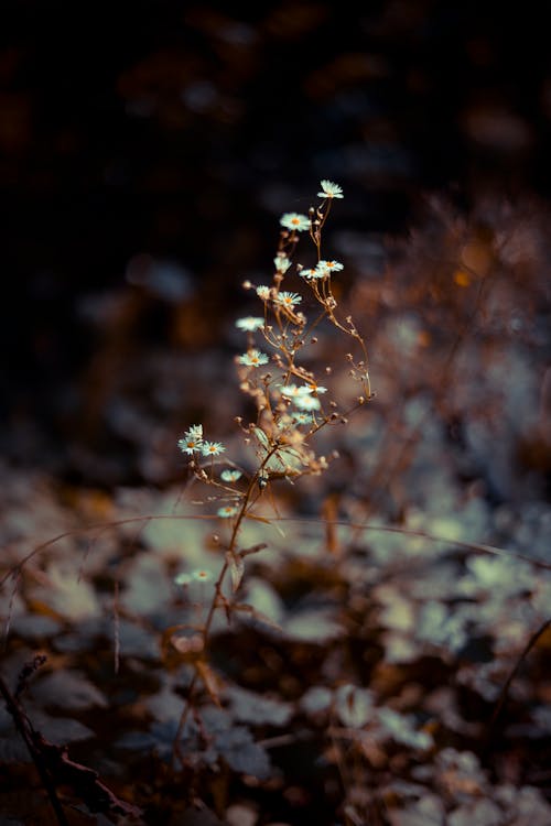 Ilmainen kuvapankkikuva tunnisteilla bokeh, fantasia, fantasia luonto