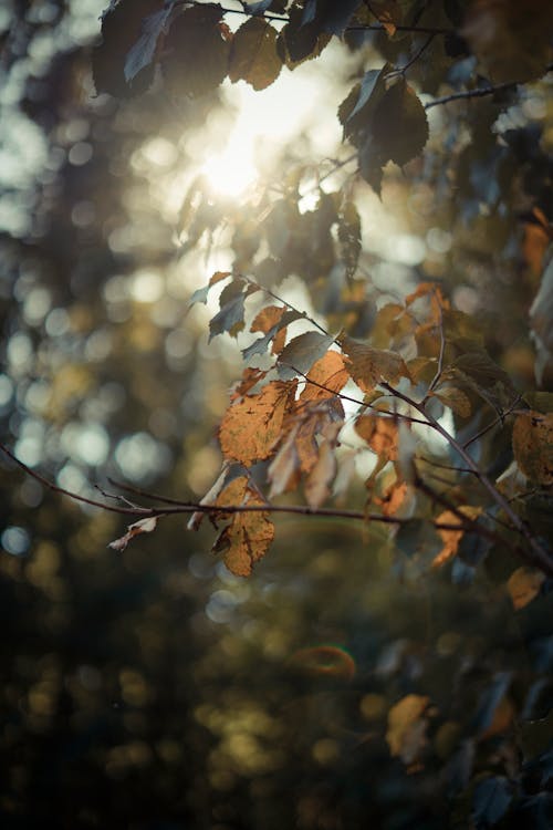 Leaves on a Tree in Sunlight 