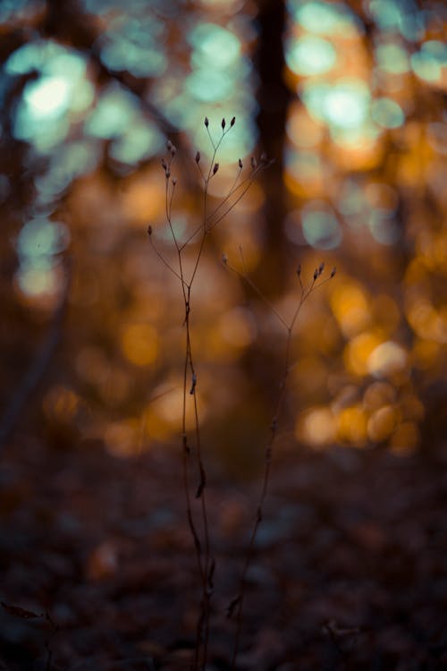 Photos gratuites de bokeh, fantastique, fond d'écran