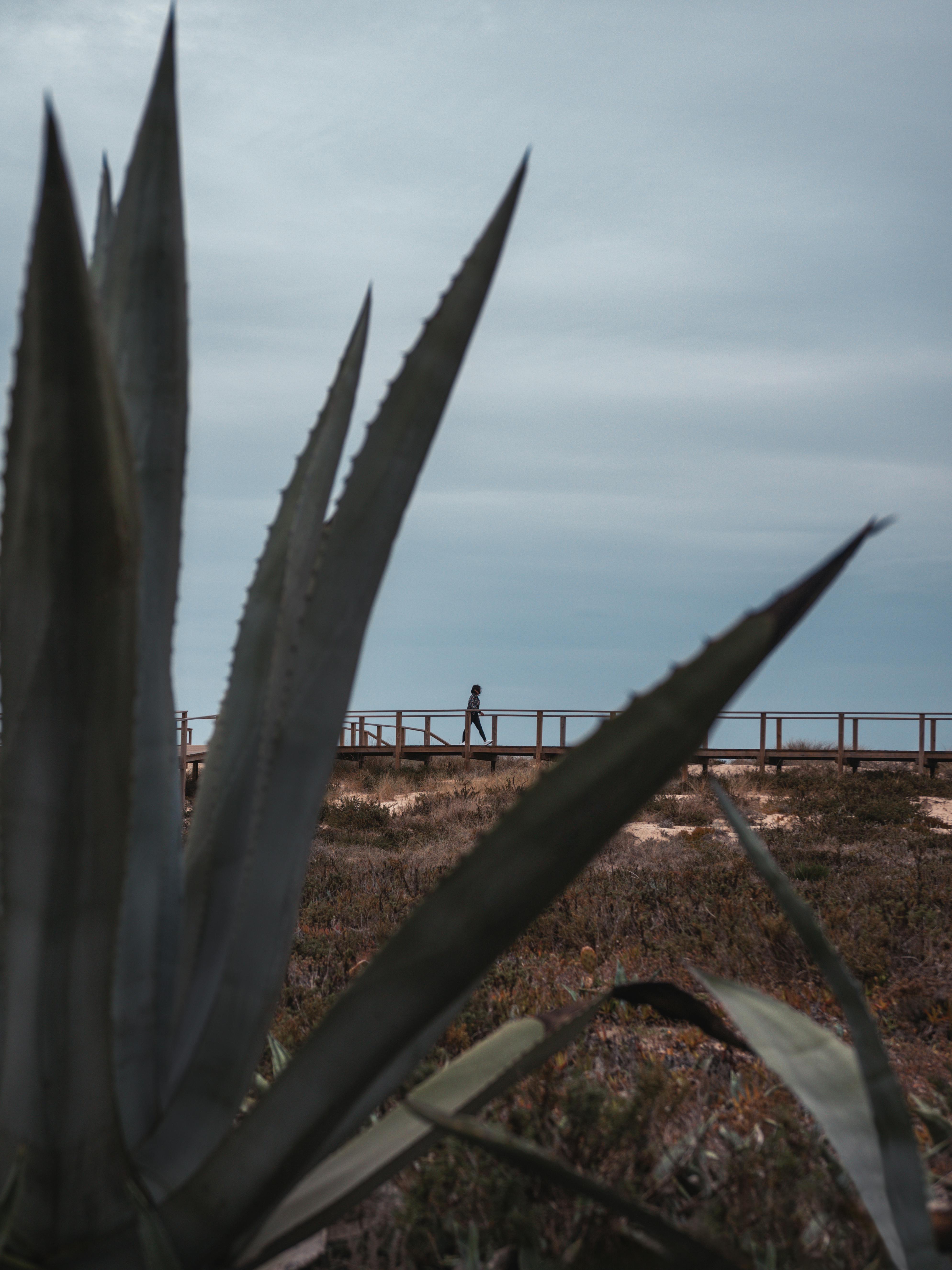 Free Stock Photo of Sharp pointed agave plant leaves | Download Free Images  and Free Illustrations