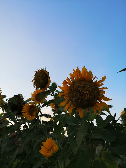 Free stock photo of sunflower