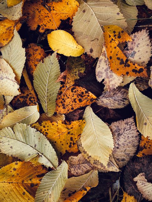 A colorful assortment of autumn leaves on the forest floor, showcasing nature's vibrant fall hues.