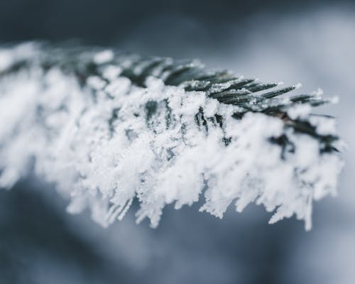 雪に覆われた枝のクローズアップ写真