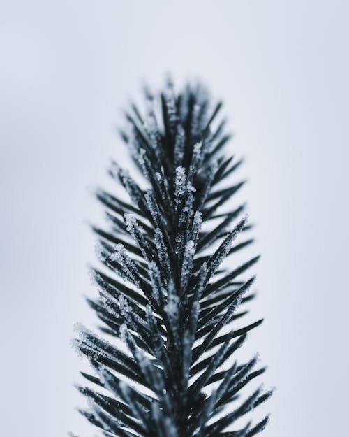 Fotografia Di Close Up Di Foglia Verde