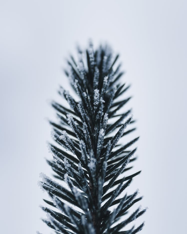 Close-up Photography Of Green Leaf