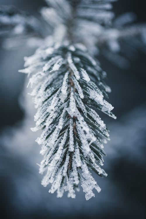 얼어 붙은 소나무 잎의 클로즈업 사진