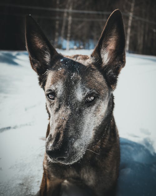 gratis Hond Die Sneeuw Oplegt Stockfoto