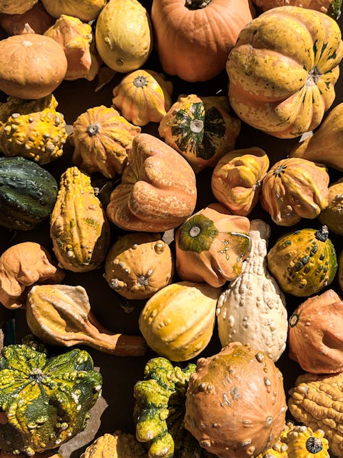 Close up of Colorful Pumpkins