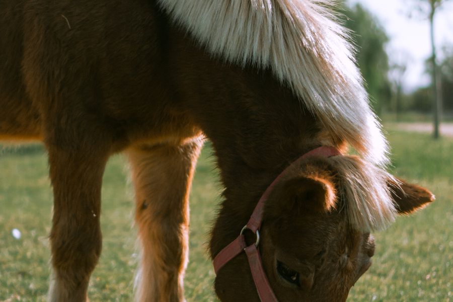 Pony Club