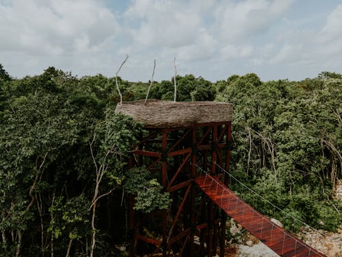 Wooden Bridge in a Jungle 