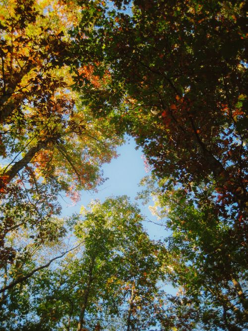 Free Vibrant autumn foliage seen from below with a clear blue sky peeking through. Stock Photo