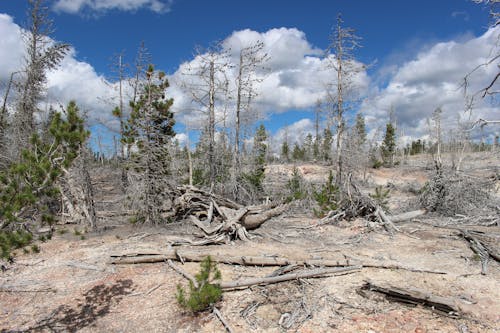 Branches, Trees on Arid Land