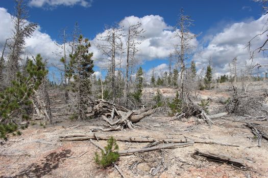Branches, Trees on Arid Land