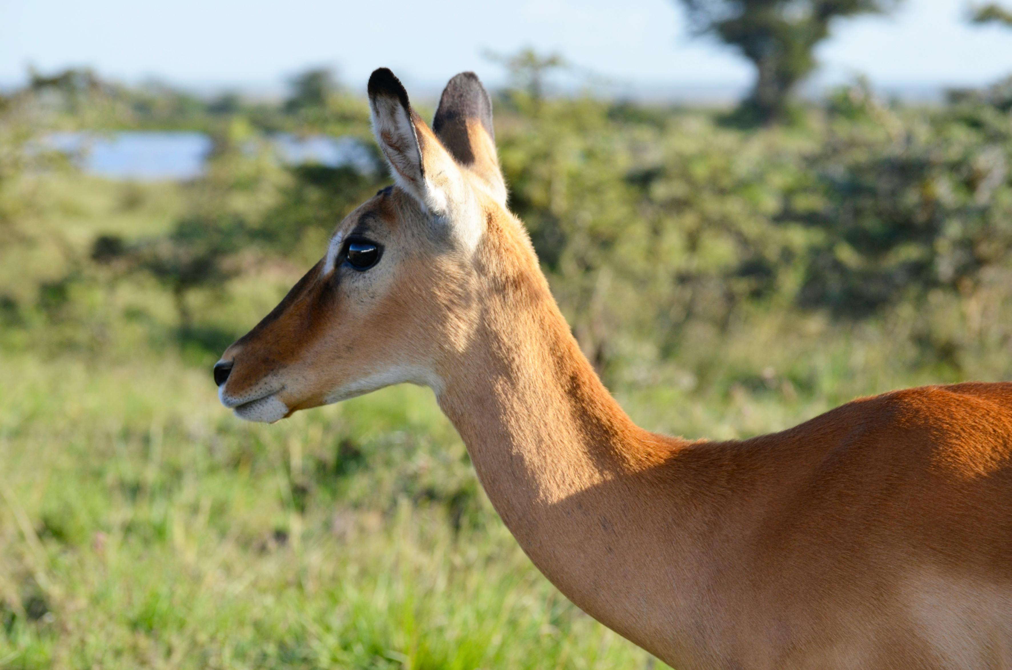 Free stock photo of Kenya, national park, wildlife