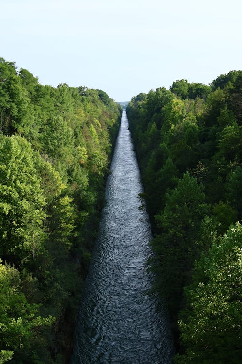 Creek Among Trees