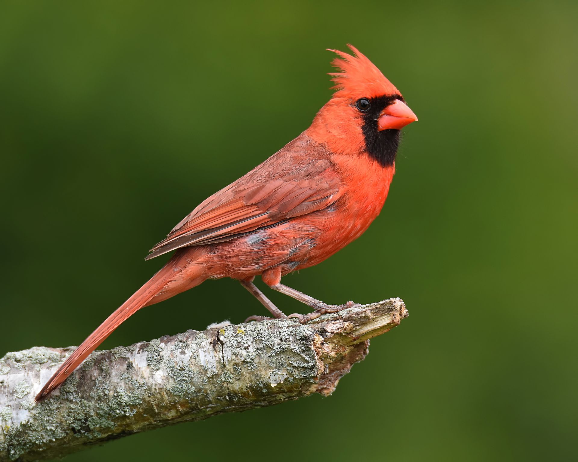 Close-up of a vivid red cardinal on a branch against a lush green background.