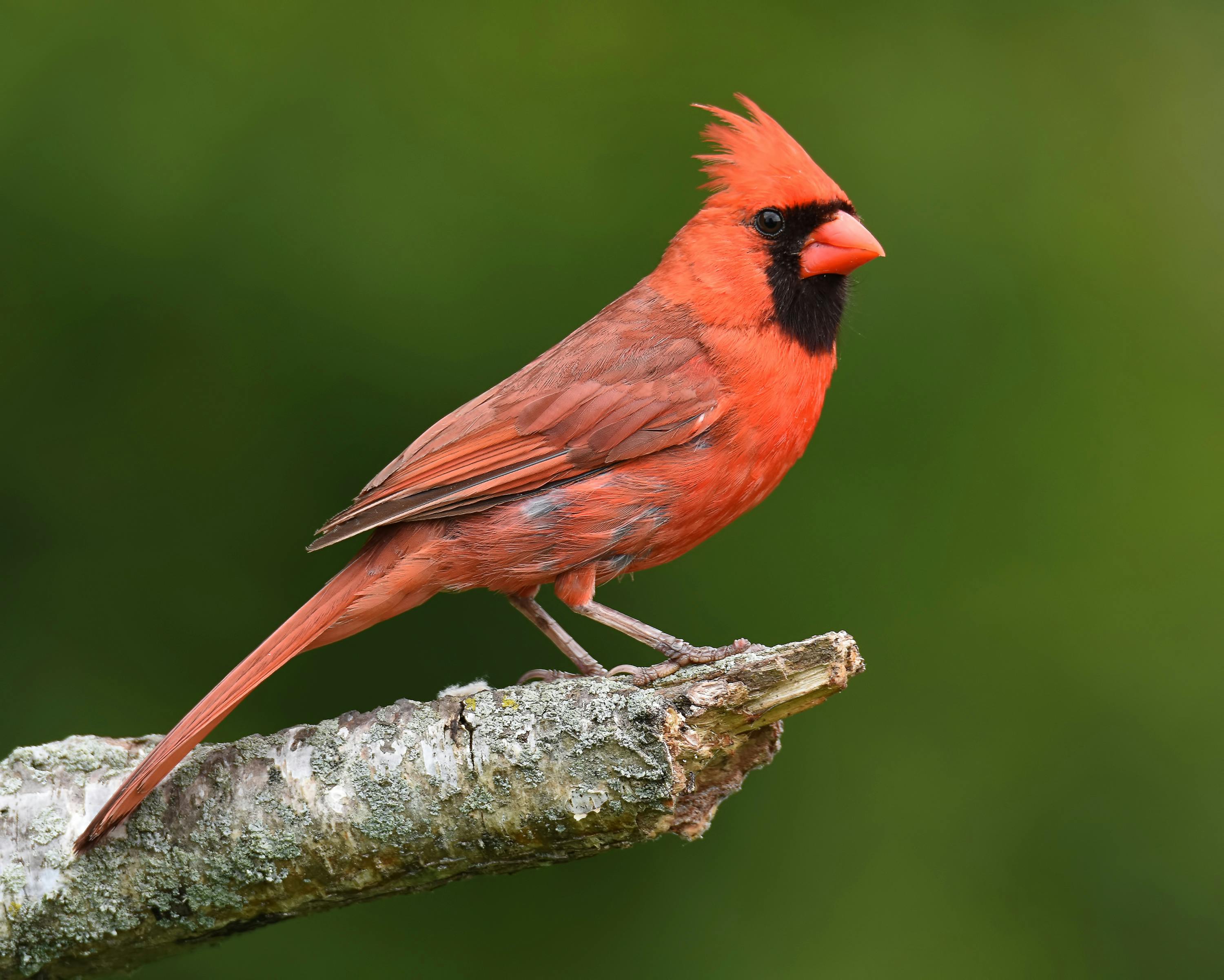 Cardinals Photos, Download The BEST Free Cardinals Stock Photos & HD Images