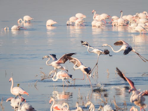 Fotobanka s bezplatnými fotkami na tému biela, divočina, divý