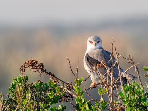 Fotobanka s bezplatnými fotkami na tému buteo, čierne ramená draka, čierny kriedový drak