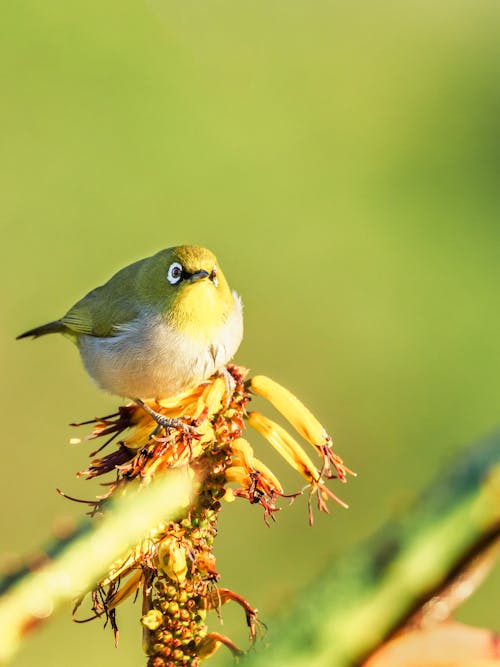 Fotobanka s bezplatnými fotkami na tému carduelis, červienka, divočina