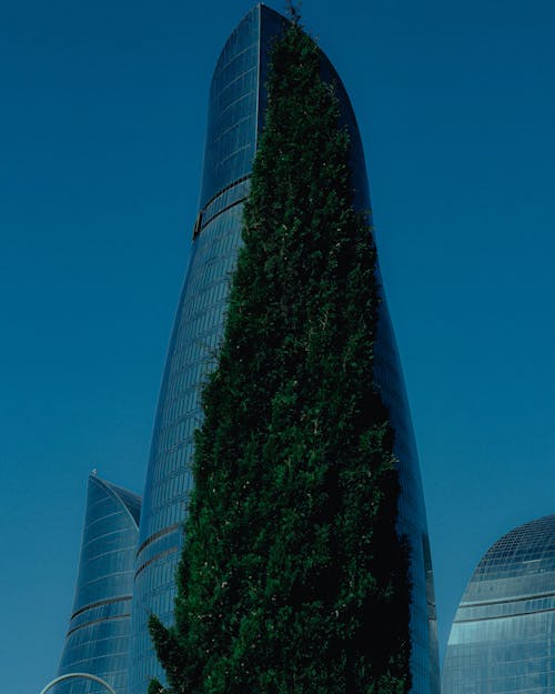 Cypress in Front of the Flame Towers Skyscrapers in Baku