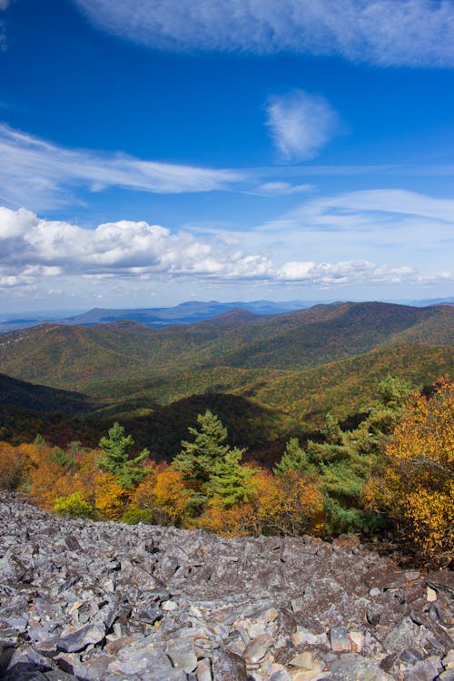 Forest Covering the Mountains in Autumn