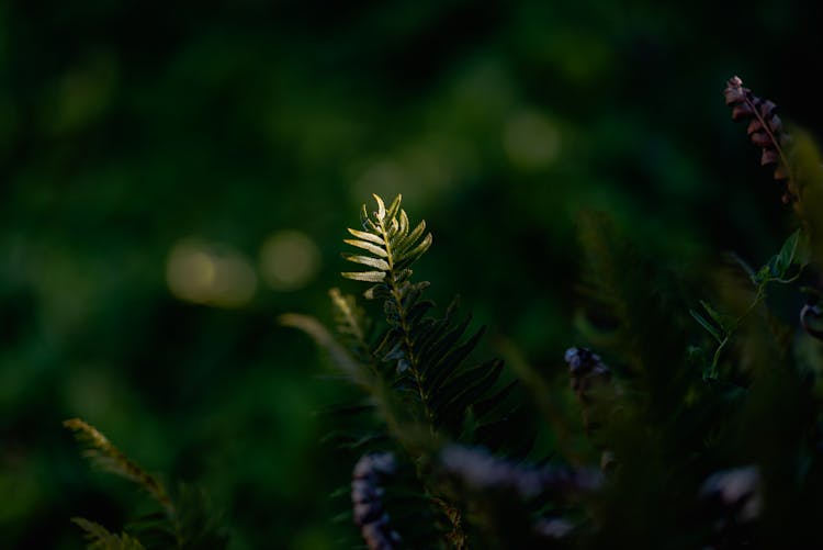 Needles On A Branch 