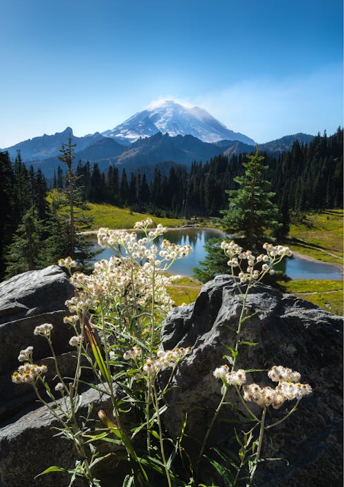 Photos gratuites de etat de washington, états-unis, forêt