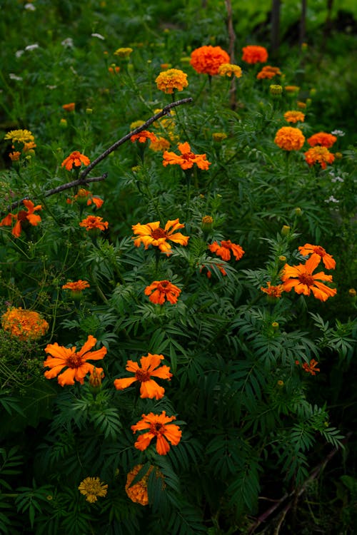 Fotobanka s bezplatnými fotkami na tému kvet, mesto a príroda, oranžová