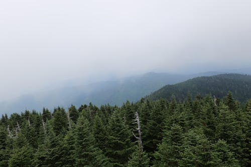 Coniferous Forest Covered with Fog 