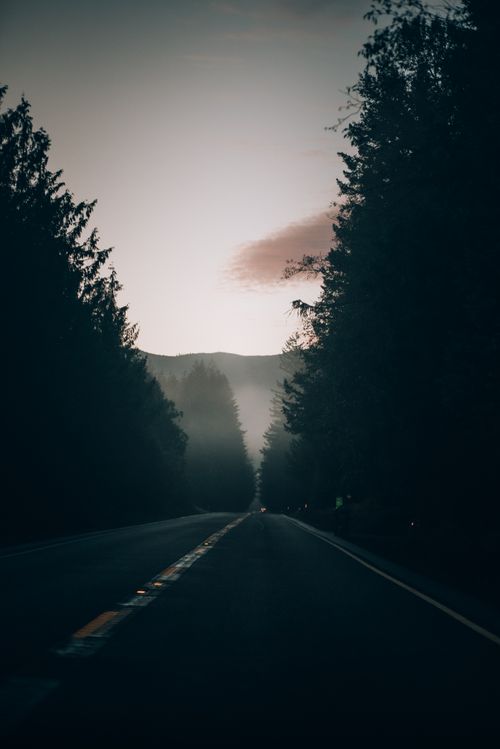 Free A mysterious rural road flanked by towering trees in a misty forest setting at twilight. Stock Photo