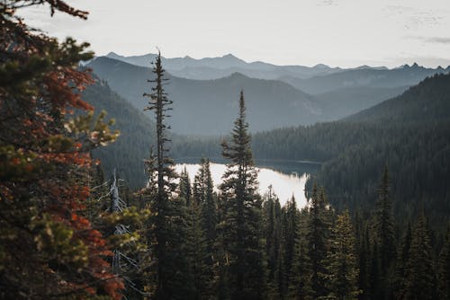 Alpine Lake surrounded by a Foggy Forest